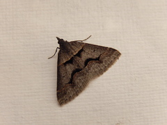 Dichromodes atrosignata