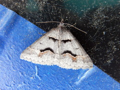 Dichromodes atrosignata
