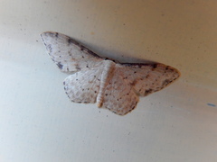 Idaea halmaea