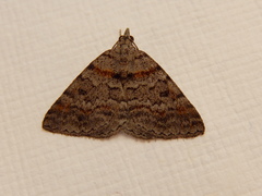 Dichromodes obtusata