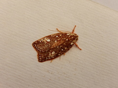 Euchaetis metallota