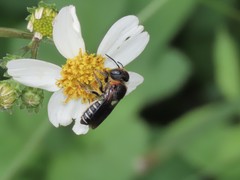 Megachile faceta