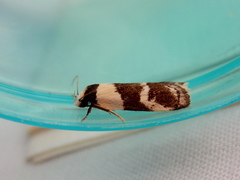 Eulechria triferella