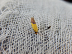 Opogona protodoxa