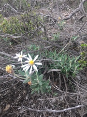 Olearia pannosa