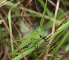 Phaneroptera