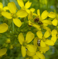 Anthrenus picturatus