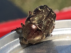 Euphoria sepulcralis