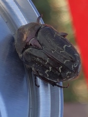 Euphoria sepulcralis