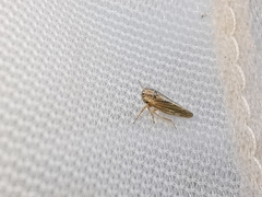 Dryodurgades antoniae