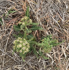 Xysmalobium brownianum