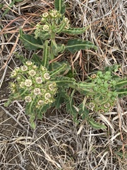 Xysmalobium brownianum