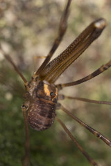 Forsteropsalis marplesi