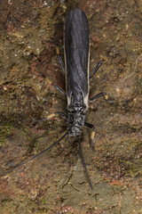 Austroperla cyrene