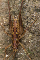 Talitropsis chopardi