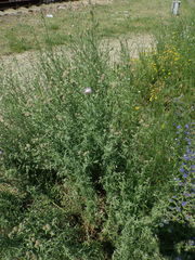 Centaurea pseudomaculosa