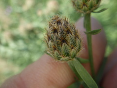 Centaurea pseudomaculosa