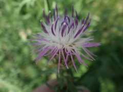 Centaurea pseudomaculosa