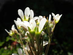 Saxifraga aquatica