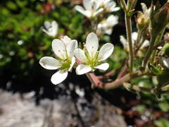 Saxifraga aquatica