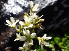 Saxifraga aquatica