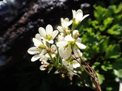 Saxifraga aquatica