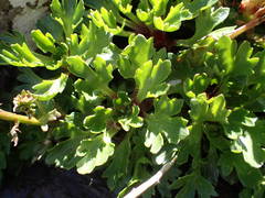 Saxifraga aquatica