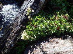 Saxifraga aquatica