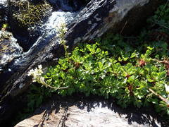 Saxifraga aquatica