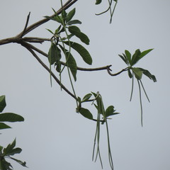 Alstonia