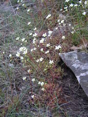 Saxifraga fragosoi