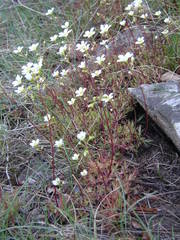 Saxifraga fragosoi