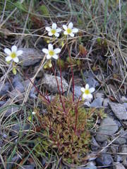 Saxifraga fragosoi