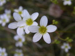 Saxifraga fragosoi