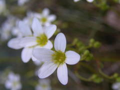 Saxifraga fragosoi