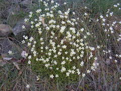 Saxifraga fragosoi