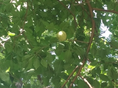 Maclura pomifera
