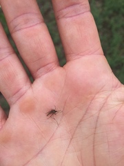 Aedes notoscriptus