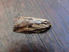 Cryptoptila immersana