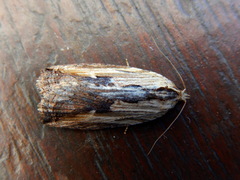 Cryptoptila immersana