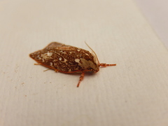 Euchaetis metallota