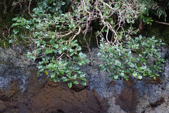 Brachyglottis rotundifolia