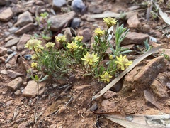 Xerochrysum bracteatum
