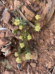 Xerochrysum bracteatum