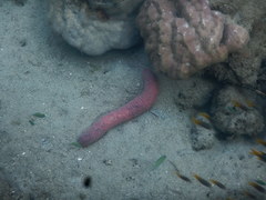 Holothuria edulis