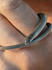 Delma tincta
