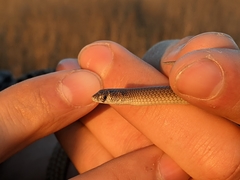 Delma tincta