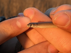 Delma tincta