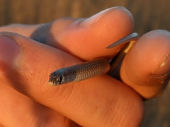 Delma tincta