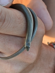 Delma tincta
